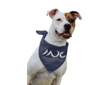 Bandana Pet
